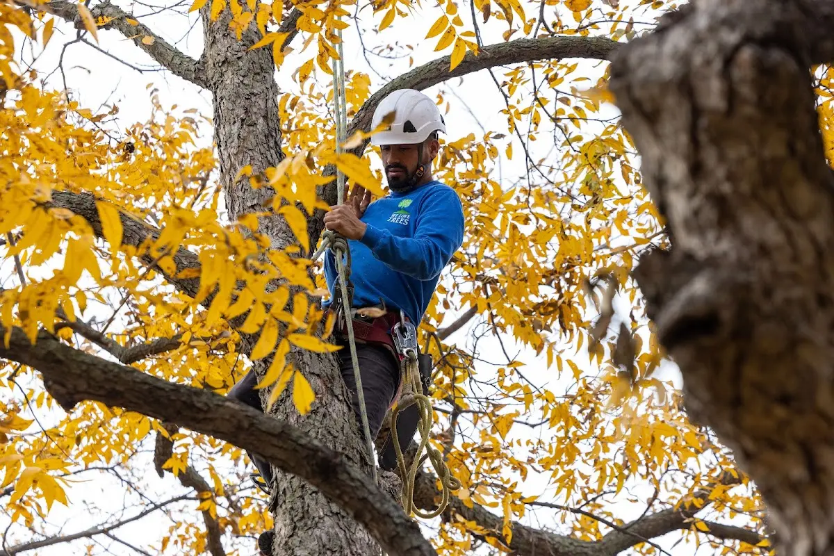 Skilled Tree Transplanting crew working in Addington